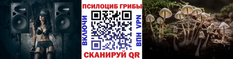 купить наркотик  Зерноград  Псилоцибиновые грибы Psilocybe 